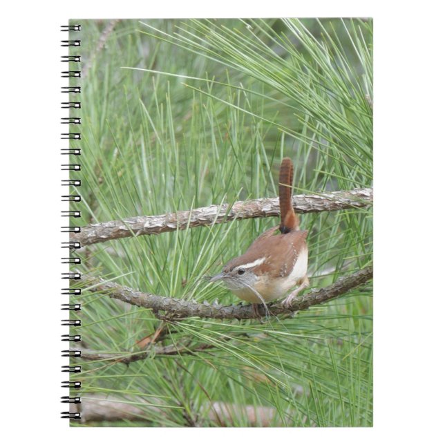Carolina Wren in Pine Tree Notebook (Front)