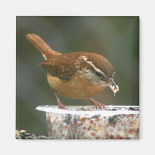 Carolina Wren Magnet
