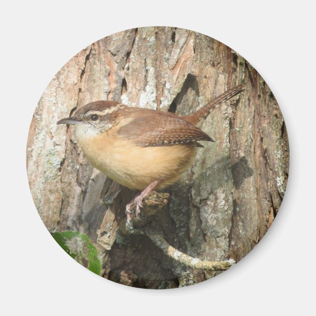 Carolina Wren magnet (Front)