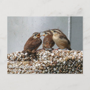 Carolina Wren Postcard