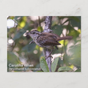 Carolina Wren Postcard