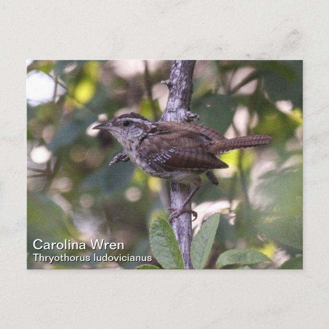 Carolina Wren Postcard (Front)