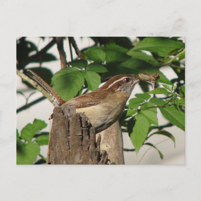 Carolina Wren Postcard (Front)