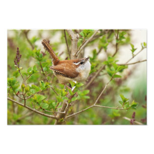 Carolina Wren Print