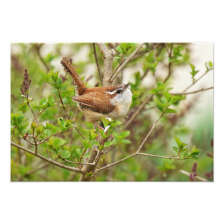 Carolina Wren Print