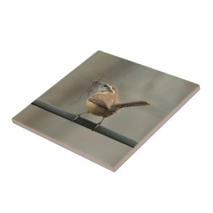 Carolina Wren Songbird Tile