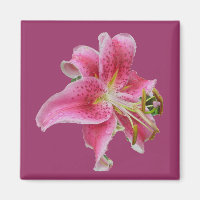 Carolyn's Lily Magnet