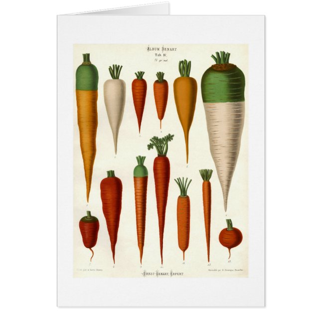 Carottes (Devant)