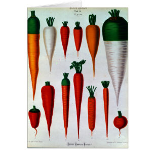 Carottes