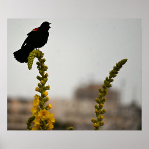 Carouge à épaulettes sur fleurs Affiche