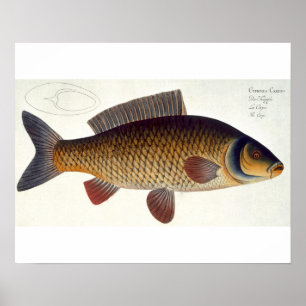 Carp (Cyprinus Carpio) plate XVI from 'Ichthyologi Poster