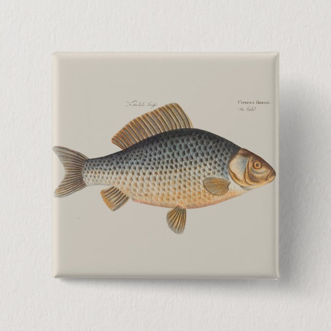Carp fish fishing painting freshwater drawing  2 inch square button (Front)
