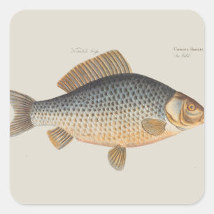 Carp fish fishing painting freshwater drawing  square sticker