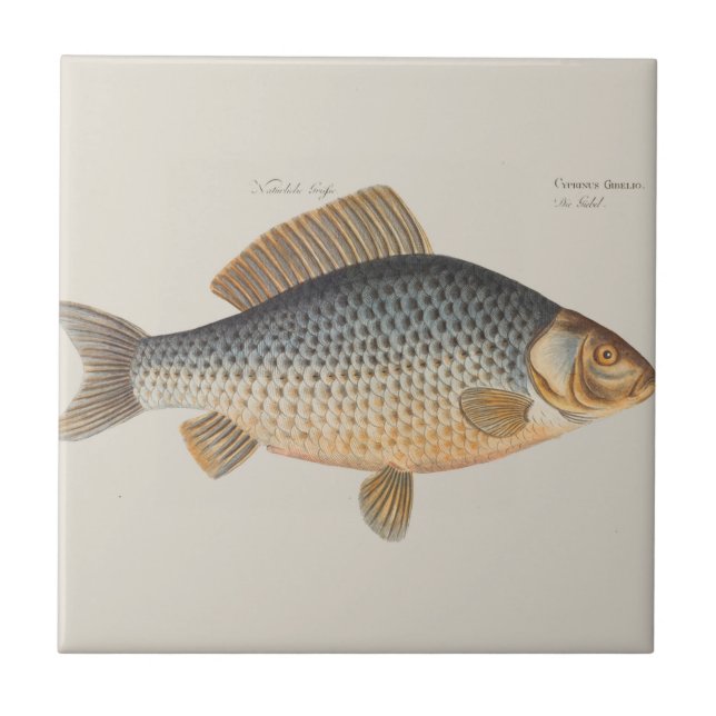 Carp fish fishing painting freshwater drawing  tile (Front)