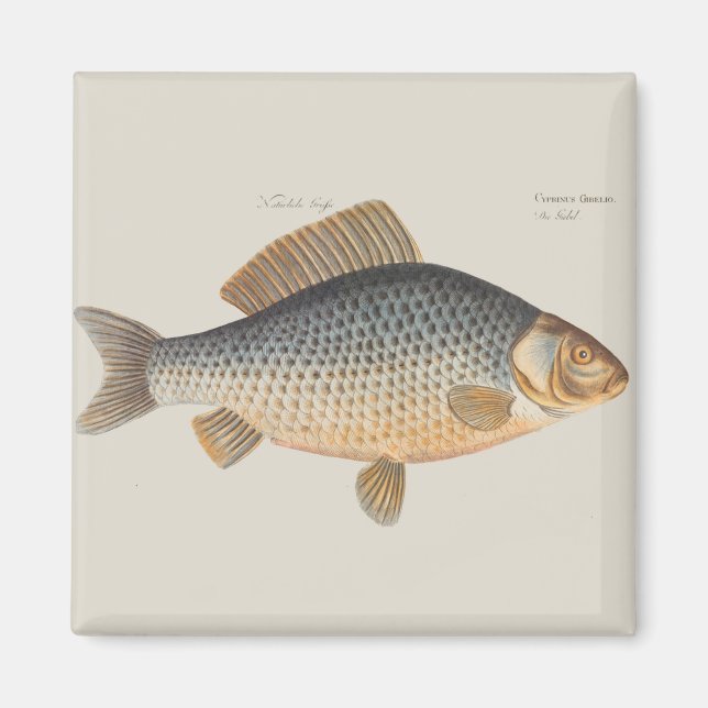 Carp fish fishing painting freshwater magnet (Front)