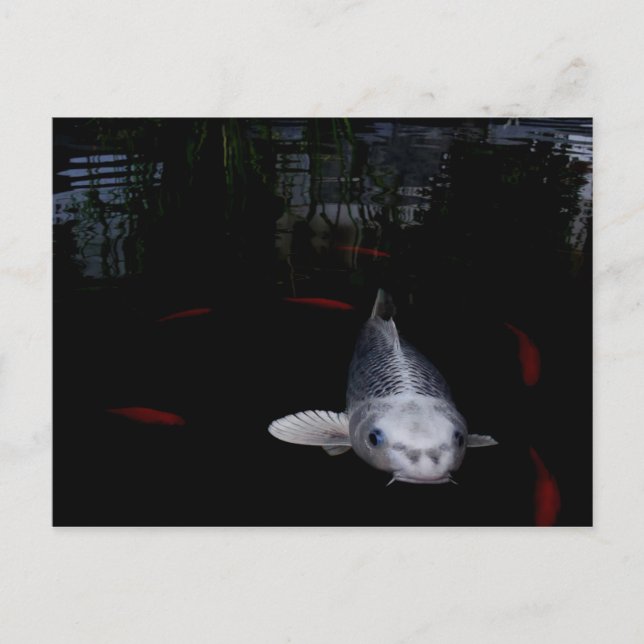 Carp Fish Postcard (Front)