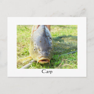 Carp - Karpfen - Ponty Postcard