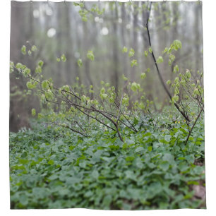 Carpathian Forest Floor Romania Nature Photograpy