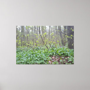 Carpathian Forest Floor Romania Nature Photograpy Canvas Print