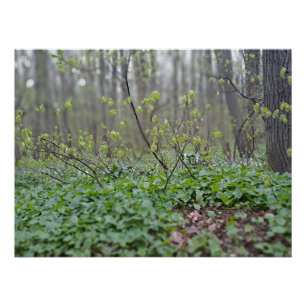 Carpathian Forest Floor Romania Nature Photograpy Poster