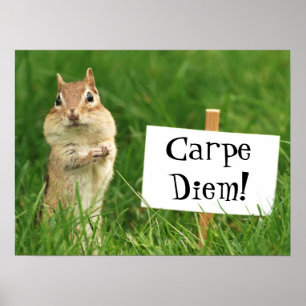 Carpe Diem Chipmunk avec affiche