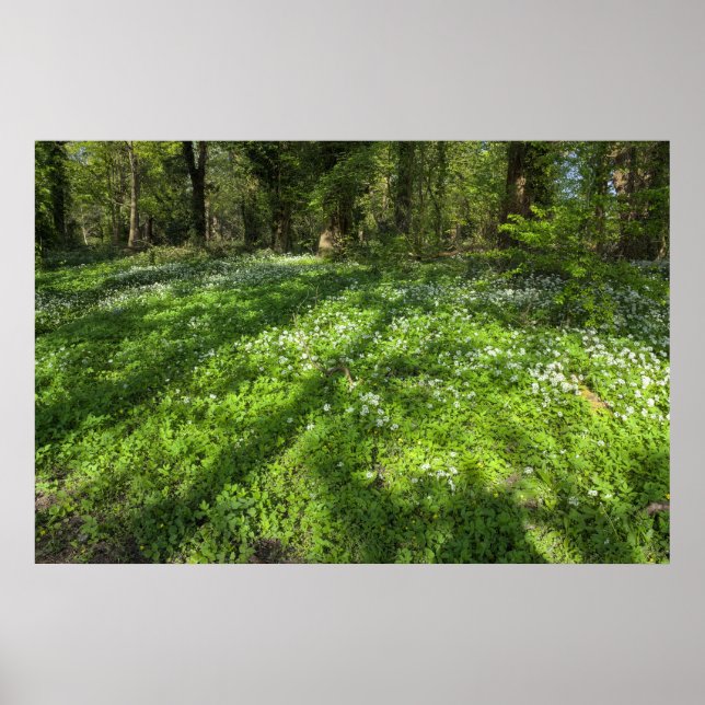 Carpet of Wild Garlic With Tree Shadows Poster (Front)
