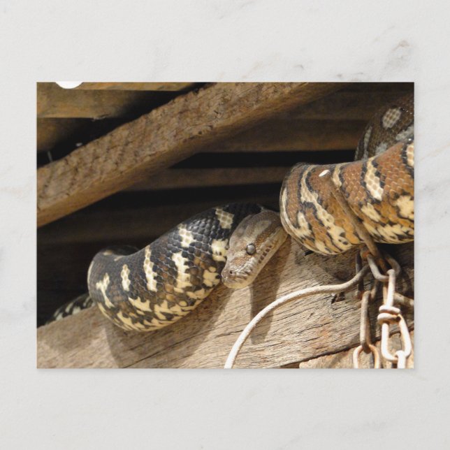 Carpet Snake in the Roof Postcard (Front)