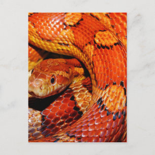 Carpet Snake Postcard