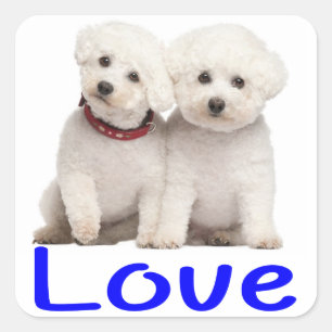 Carré Aimer Bichon Blanc Frise Chien Chien Chien Sticker