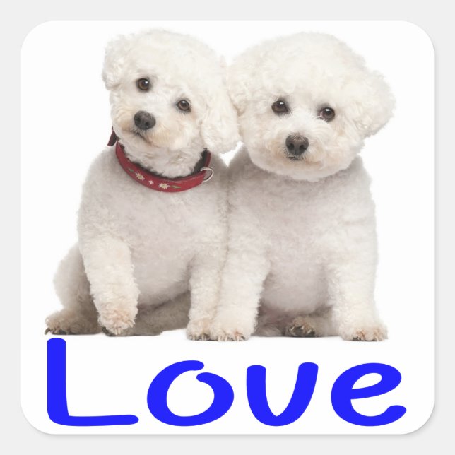 Carré Aimer Bichon Blanc Frise Chien Chien Chien Sticker (Devant)