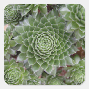 Carré Beau Sticker Flower Set