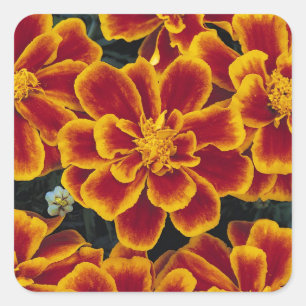 Carré Beau Sticker Marigolds