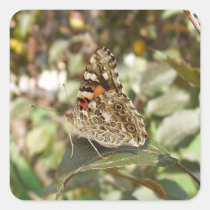 Carré Beau Sticker Papillon