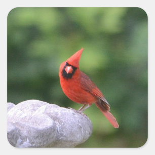 Carré Cardinal Sur Sticker Birdbath