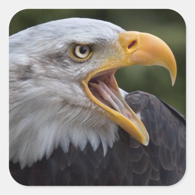 Carré Cheyenne Sticker (Devant)