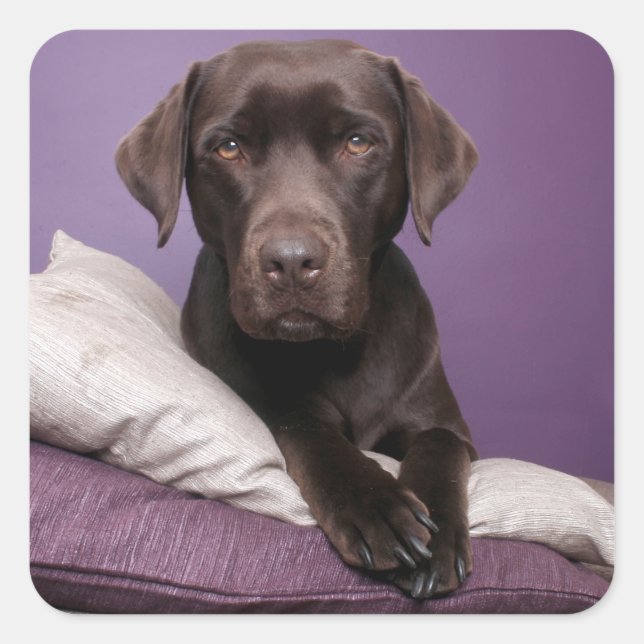 Carré Chocolat Brown Labrador Retriever Sticker chien (Devant)
