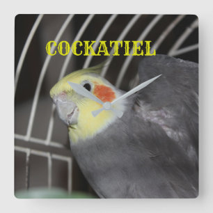 CARRÉ de fermeture COCKATIEL horloge