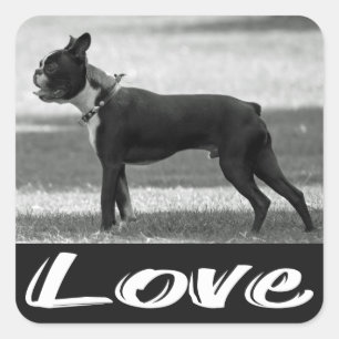 Carré Love Black & White Boston Terrier Dog Sticker