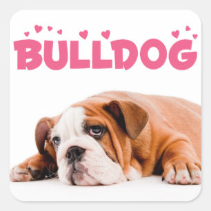 Carré Love English Bulldog Puppy Coeurs roses Sticker