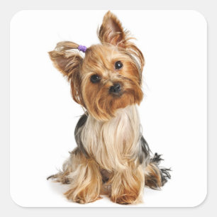 Carré Love Yorkshire Terrier Chien Chien Chien Sticker /