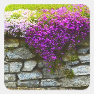 Carré Phlox On Rocks Sticker