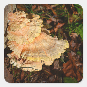 Carré Poulet De Bois Sticker Champignons