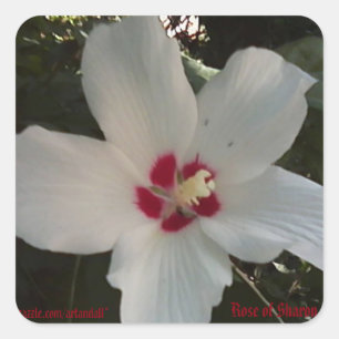 CARRÉ ROSE DE SHARON STICKER