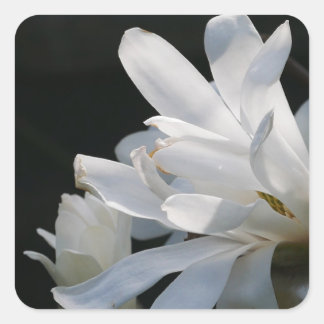 Carré Sticker à fleurs Star Magnolia