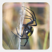 Sticker Argiope Jardin Noir & Jaune