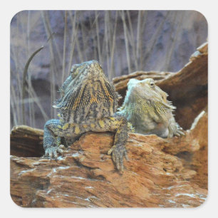 Carré Sticker avec deux lézards curieux