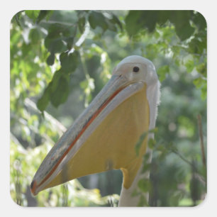 Carré Sticker avec drôle de pélican