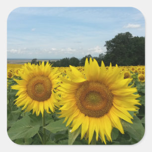 Carré Sticker avec le terrain de tournesol