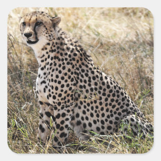 Carré Sticker Cheetah 2