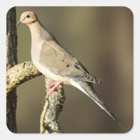 Sticker de colombe en deuil